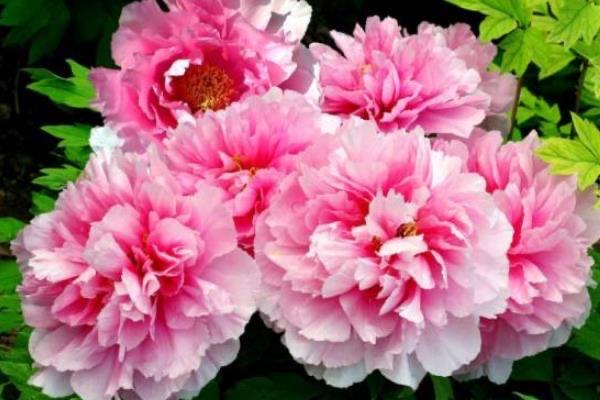 生活唯有牡丹真国色是谁的诗?出自唐朝诗人刘禹锡 2