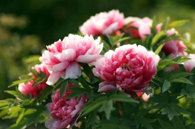 ​唯有牡丹真国色是谁的诗?出自唐朝诗人刘禹锡