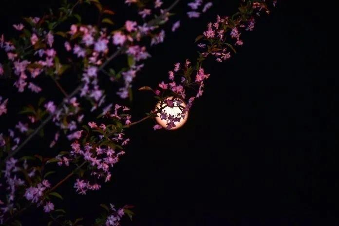 生活凌晨三点半海棠花未眠什么意思 1