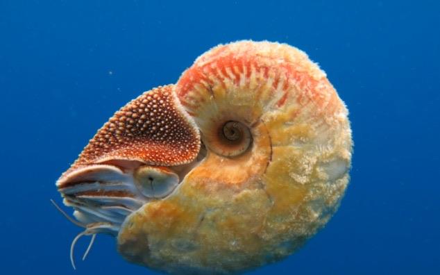 生活鹦鹉螺是海螺吗 蚂蚁森林神奇海洋9月23日答案  2