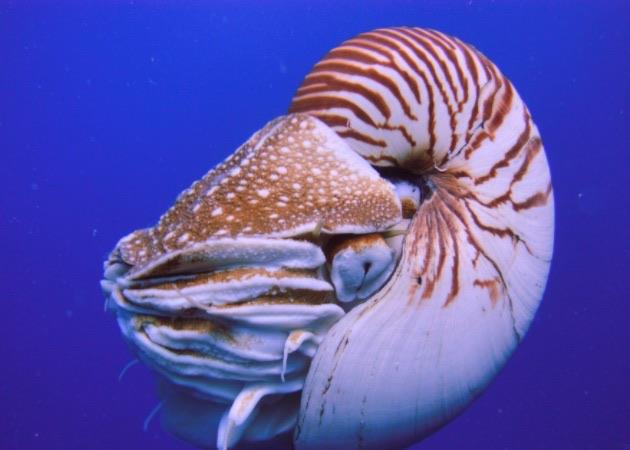 生活鹦鹉螺是海螺吗 蚂蚁森林神奇海洋9月23日答案  1