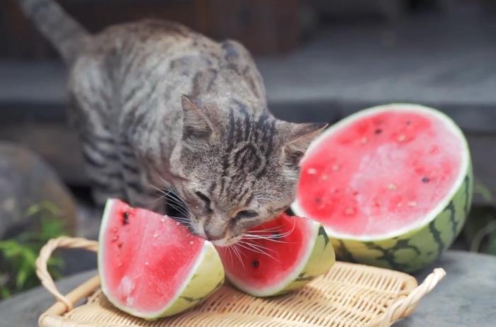 生活猫咪能吃西瓜吗 猫咪哪些水果不能吃 1
