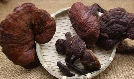 生活小说中千年灵芝能起死回生灵芝是年份越久功效越好吗 蚂蚁庄园 1