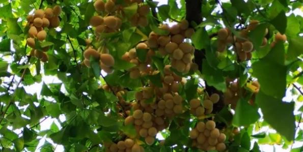 生活银杏果中含有很多药用成分可以食疗滋补吗 银杏果有哪些食用方法 2