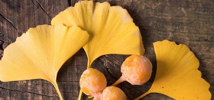 生活银杏果中含有很多药用成分可以食疗滋补吗 银杏果有哪些食用方法 1