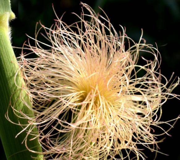 生活玉米须煮水喝能降血糖吗 玉米须如何食用 1