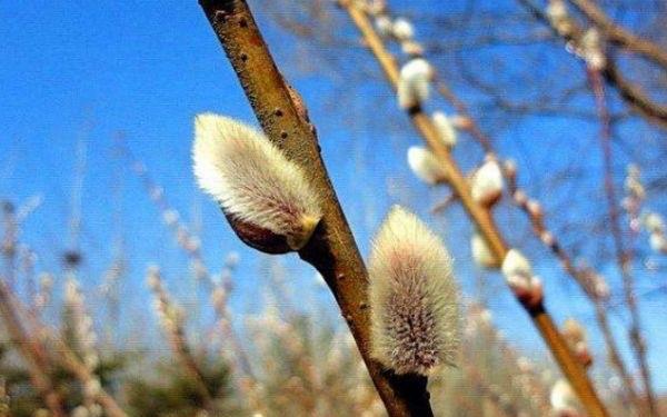 生活什么是银芽柳呢 银芽柳有什么作用呢 3