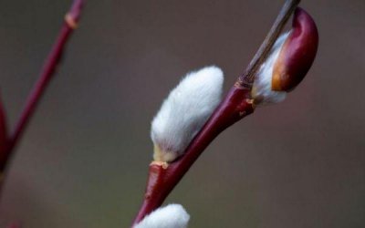 ​什么是银芽柳呢 银芽柳有什么作用呢