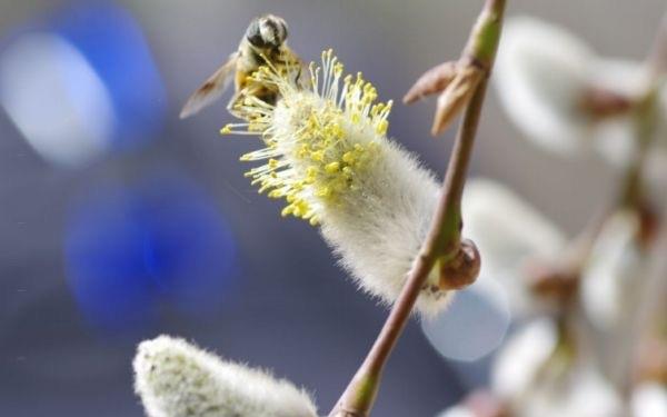 生活什么是银芽柳呢 银芽柳有什么作用呢 2