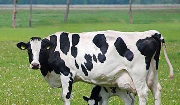 生活牛欢喜好吃吗能吃吗 是牛的什么器官哪个部位 2