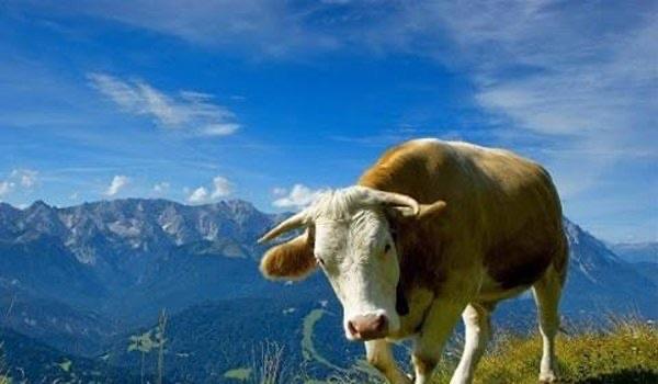 生活牛欢喜好吃吗能吃吗 是牛的什么器官哪个部位 3