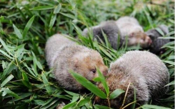 生活什么是竹鼠呢 竹鼠和老鼠有什么区别吗 1