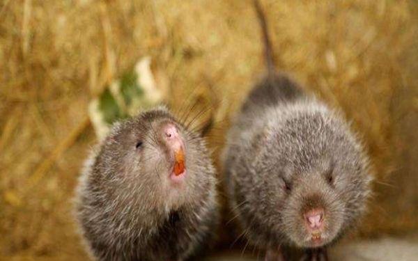 生活什么是竹鼠呢 竹鼠和老鼠有什么区别吗 2