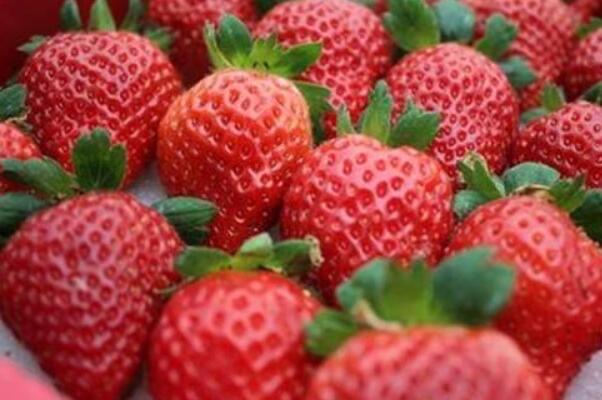 生活尿酸最怕的三种水果(樱桃、葡萄和西瓜)  1