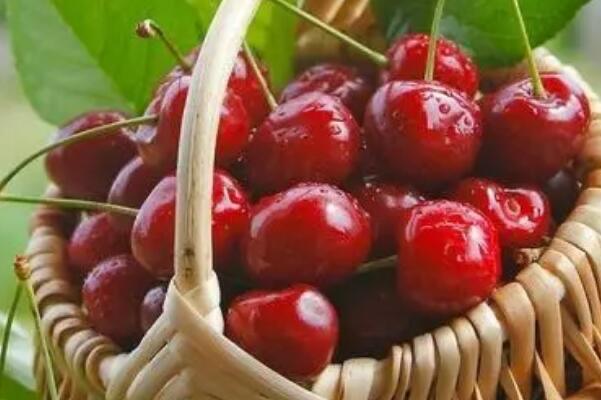 生活尿酸最怕的三种水果(樱桃、葡萄和西瓜)  2