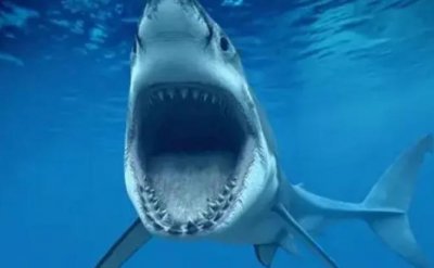 ​鲨鱼凭借哪种特殊感应方式对周围环境微弱的变化也可以做出判断 神奇海洋8月24