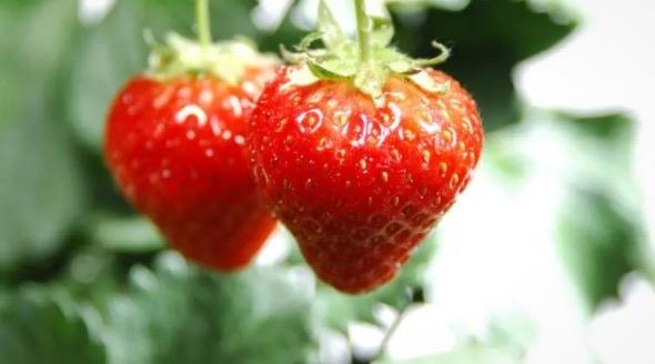 生活适合减肥吃的水果排名（葡萄柚排榜上第一名）  3