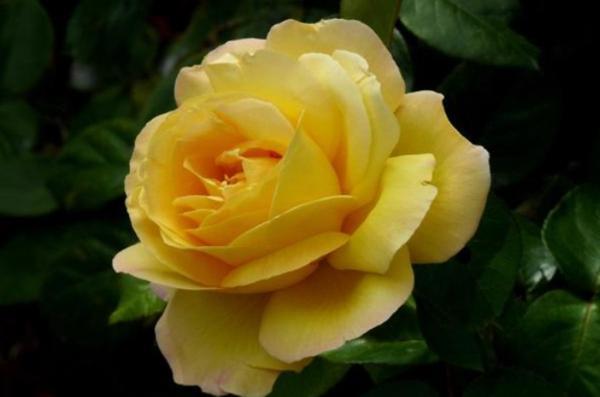 女朋友生气了要怎么哄她土味情话