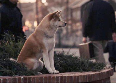 ​忠犬八公是哪种狗