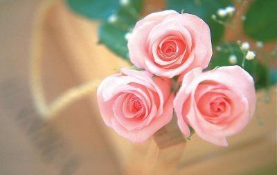 ​玫瑰花的意义