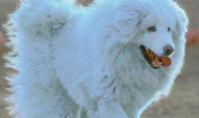 ​世界上最尊贵的藏獒海蓝兽，银光雪白藏獒