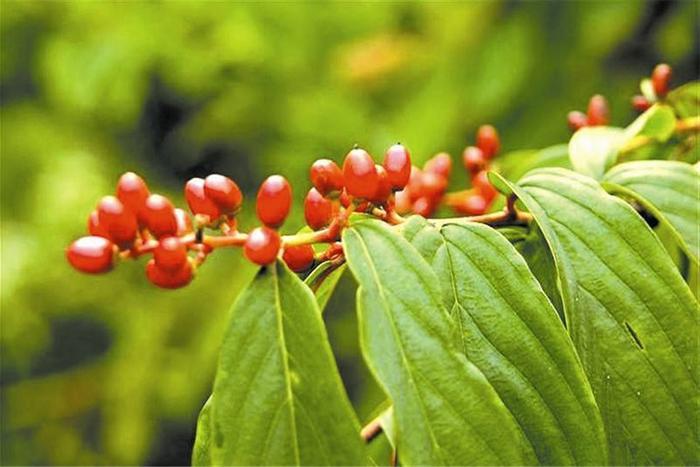 中国最珍稀的植物, 有武警24小时守护, 曾一根分枝都能卖20多万