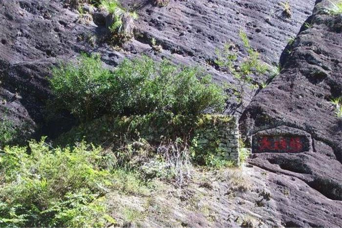 中国最珍稀的植物, 有武警24小时守护, 曾一根分枝都能卖20多万