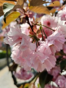 ​唐山适合养什么花，市花和市树是什么
