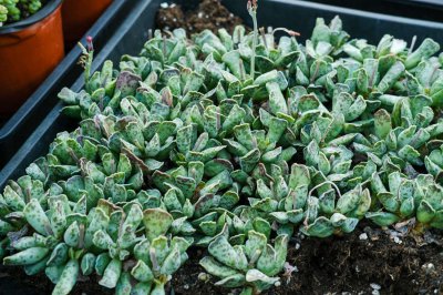 ​多肉植物怎么养护
