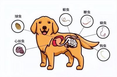 ​狗狗“感染”寄生虫的征兆，铲屎官们别忽视