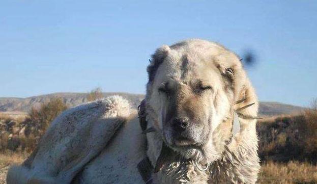 被土耳其誉为“上帝的宠物”坎高犬