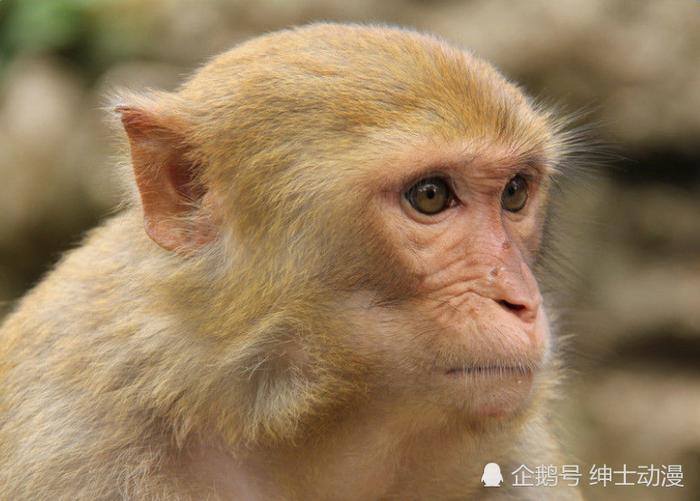 迪士尼《狮子王》中的拉飞奇是狒狒，山魈还是小猴子？你知道吗！