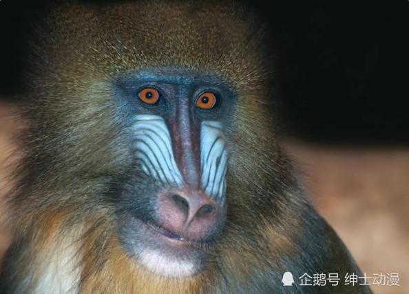 迪士尼《狮子王》中的拉飞奇是狒狒，山魈还是小猴子？你知道吗！