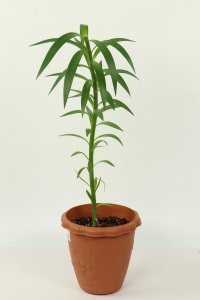 ​百合花语