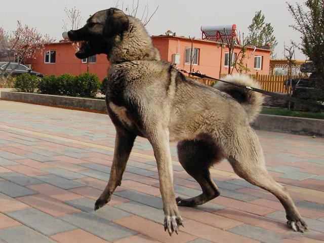 土耳其限制出口的猛犬，坎高犬，异常凶猛，视为国宝！