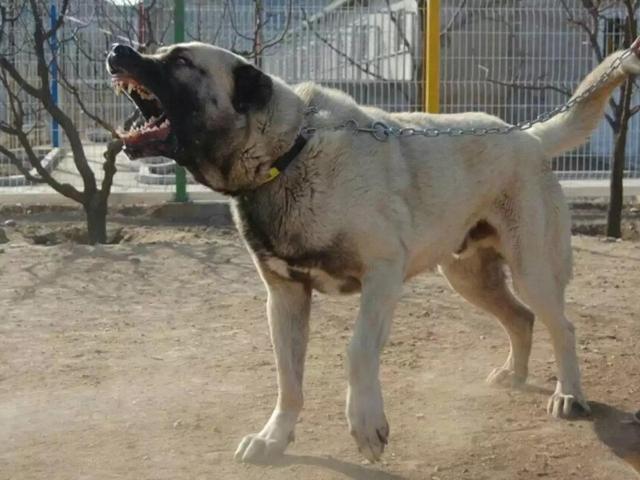 土耳其限制出口的猛犬，坎高犬，异常凶猛，视为国宝！