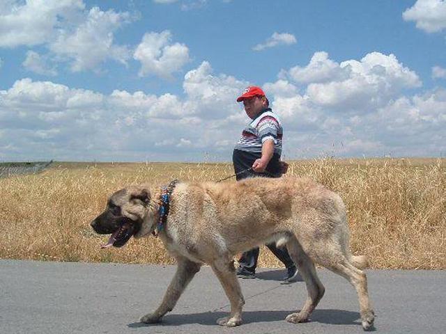 土耳其限制出口的猛犬，坎高犬，异常凶猛，视为国宝！