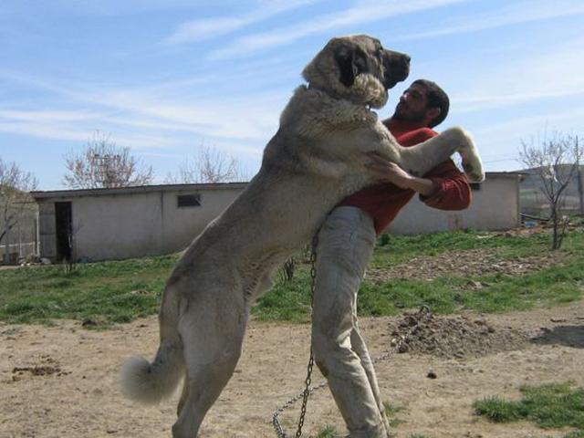 土耳其限制出口的猛犬，坎高犬，异常凶猛，视为国宝！