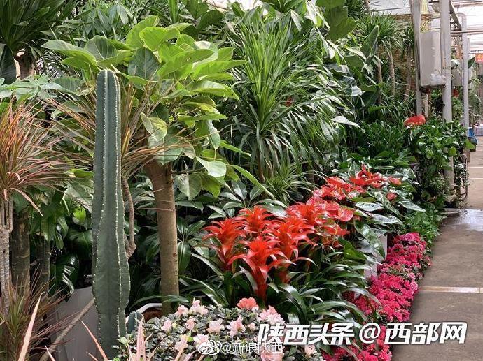 西安朱雀花卉市场春意正浓 多肉植物销量最好