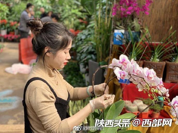 西安朱雀花卉市场春意正浓 多肉植物销量最好