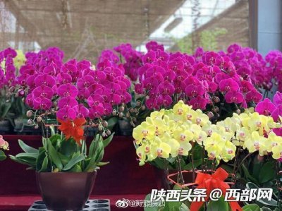 ​西安朱雀花卉市场春意正浓 多肉植物销量最好
