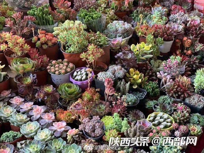 西安朱雀花卉市场春意正浓 多肉植物销量最好
