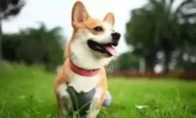 ​狗狗不吃饭只喝水是什么真相？狗狗拒食仅饮水的真相分析