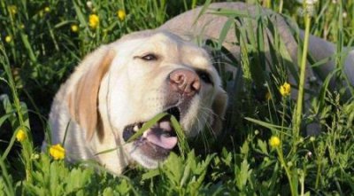 ​疫苗接种后狗狗还是感染犬瘟了？