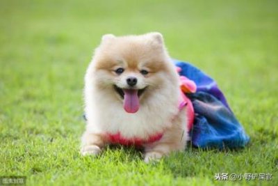 ​身材奇特的腊肠犬，在挑选时应该注意什么？腊肠犬 优点缺点