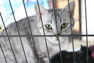 ​猫一个月吃多少斤猫粮？这与猫的身体年龄大小有关系吗？