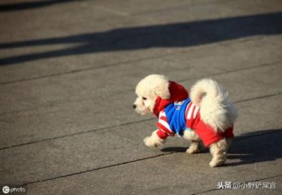 ​狗狗小便有血是什么原因？狗狗小便有血的一些真相及措施