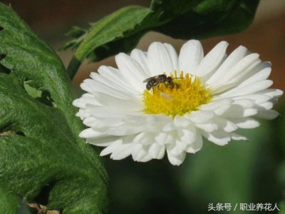 ​杭白菊高清大图赏析