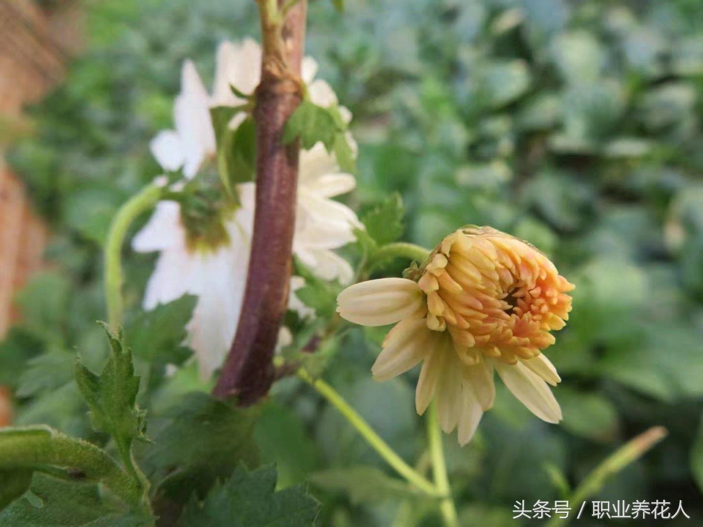 杭白菊高清大图赏析