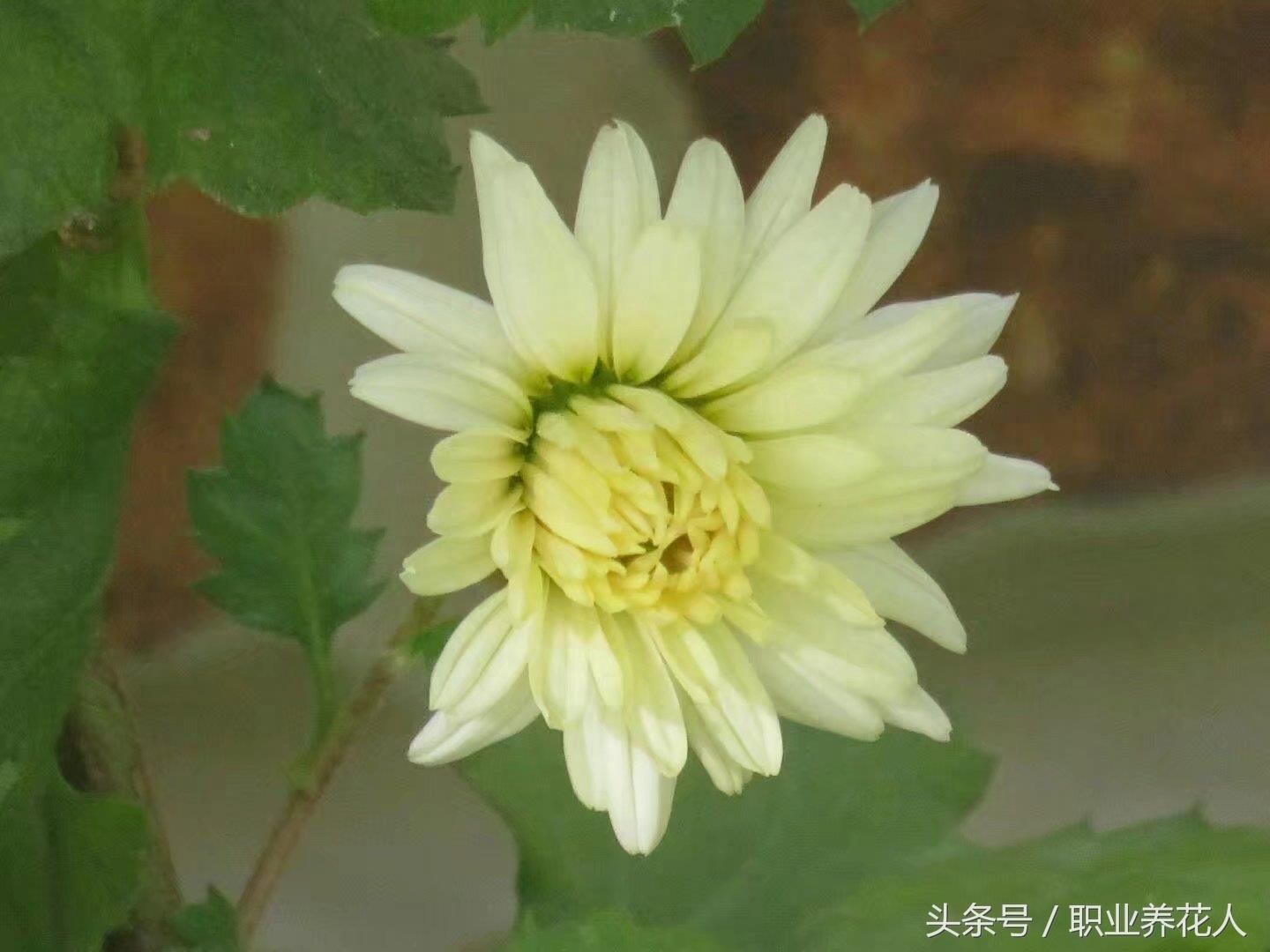 杭白菊高清大图赏析
